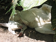CairnsTC212 Cairns Tropical Zoo